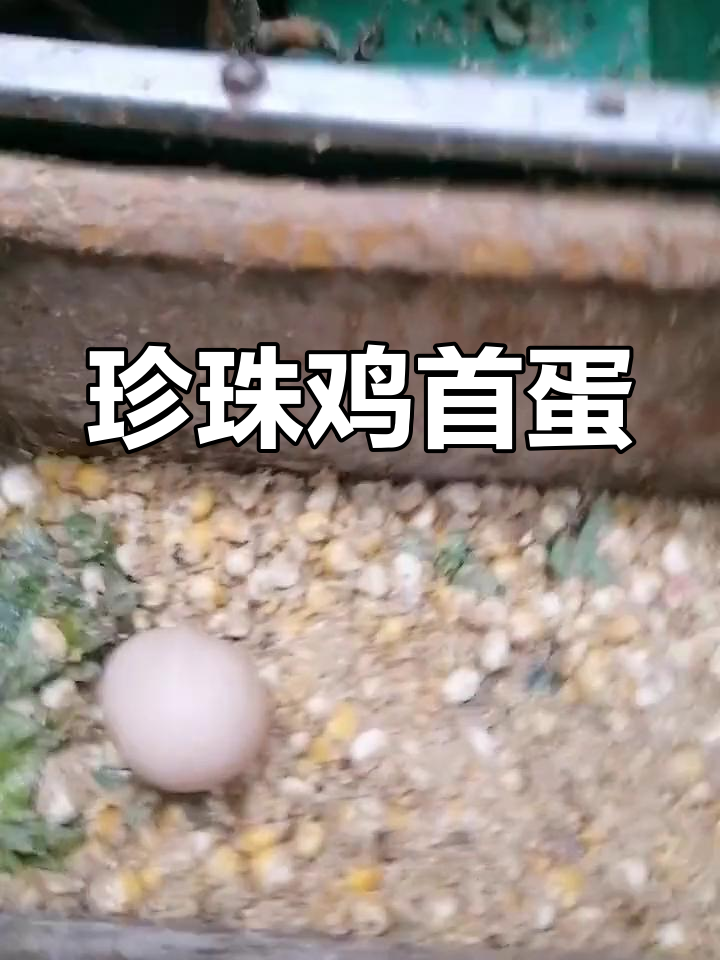 珍珠鸡终于下蛋,尝过它的肉和蛋吗?