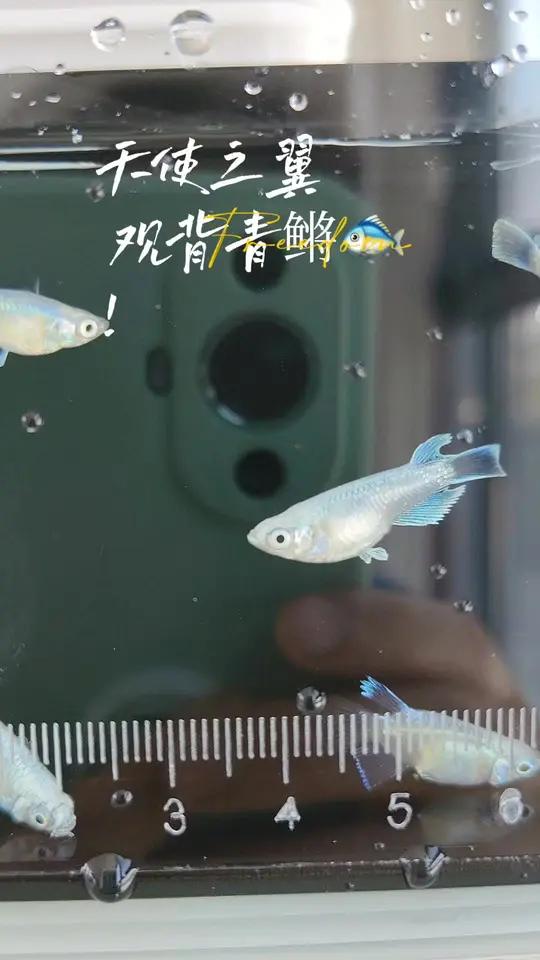 观背青鳉鱼 这个鱼你们觉得好看吗