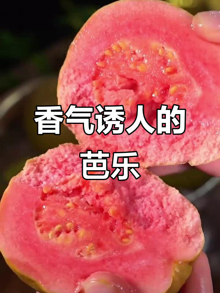 香梨形芭乐,口感软糯如奶油蛋糕,深受女生喜爱