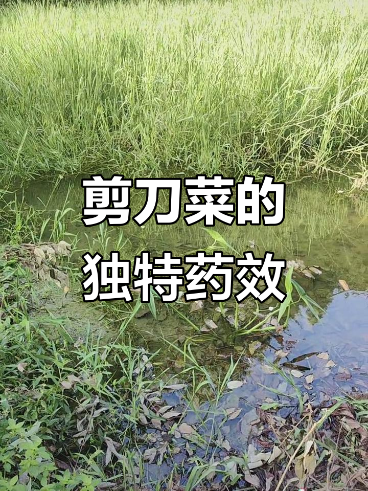 剪刀菜与毒肾膏的神奇搭配，窑洞里的秘密药材