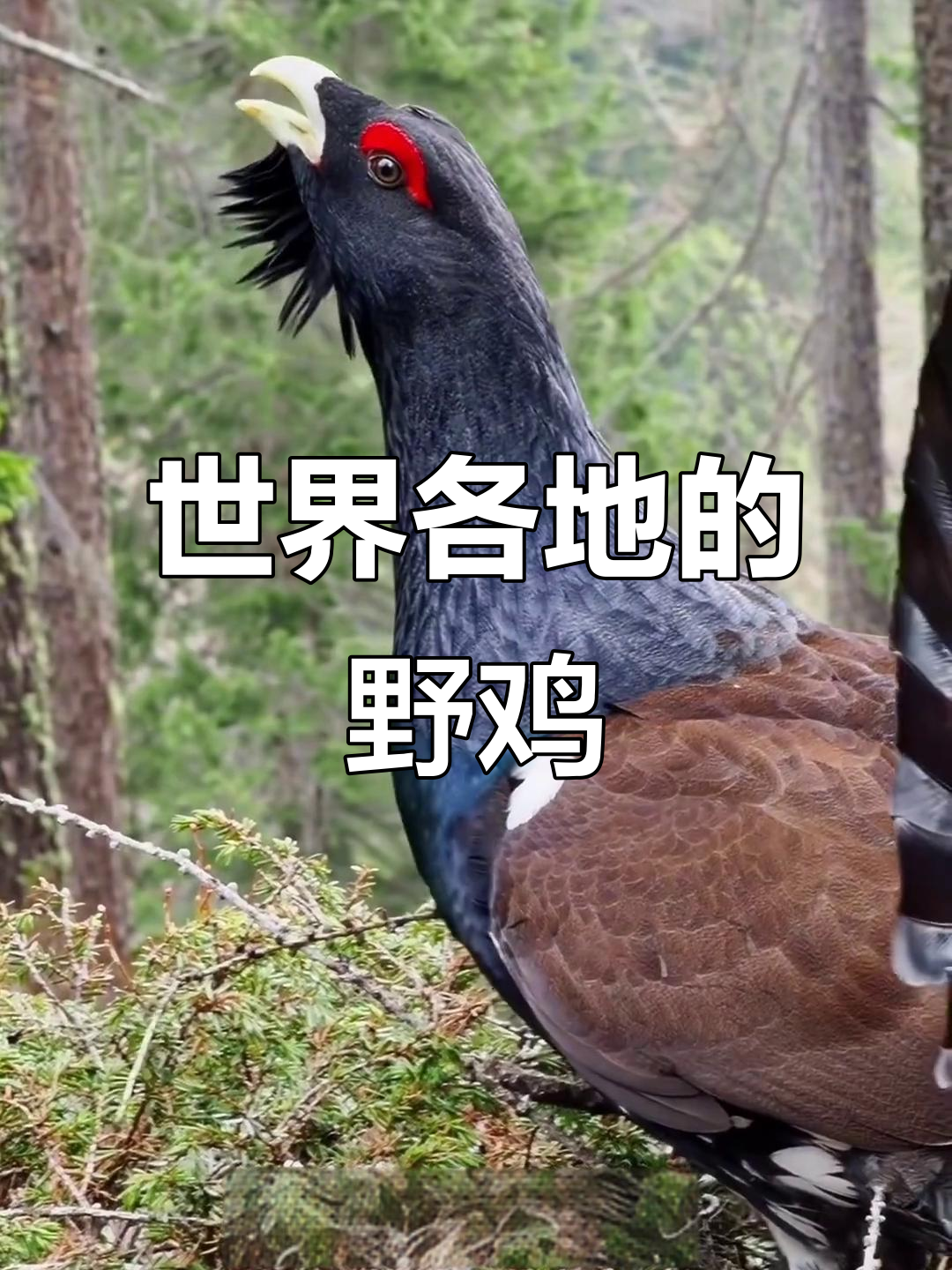 15种世界各地野鸡大揭秘，看看你见过几种？