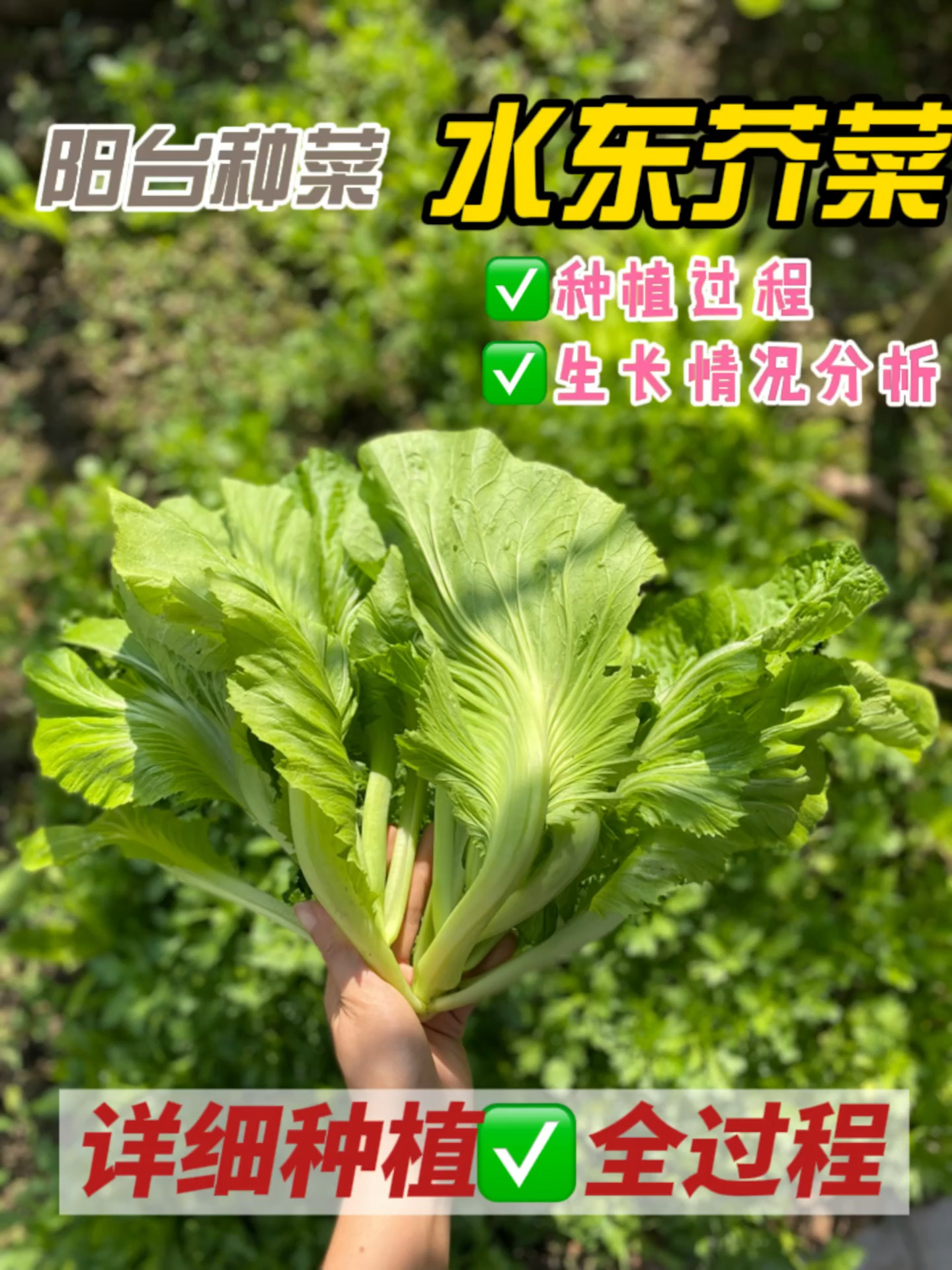 水东芥菜,如何种植详细全过程