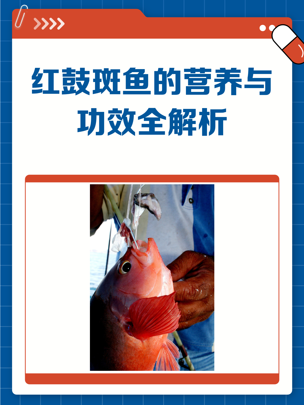 红鼓斑鱼，营养满满好处多！