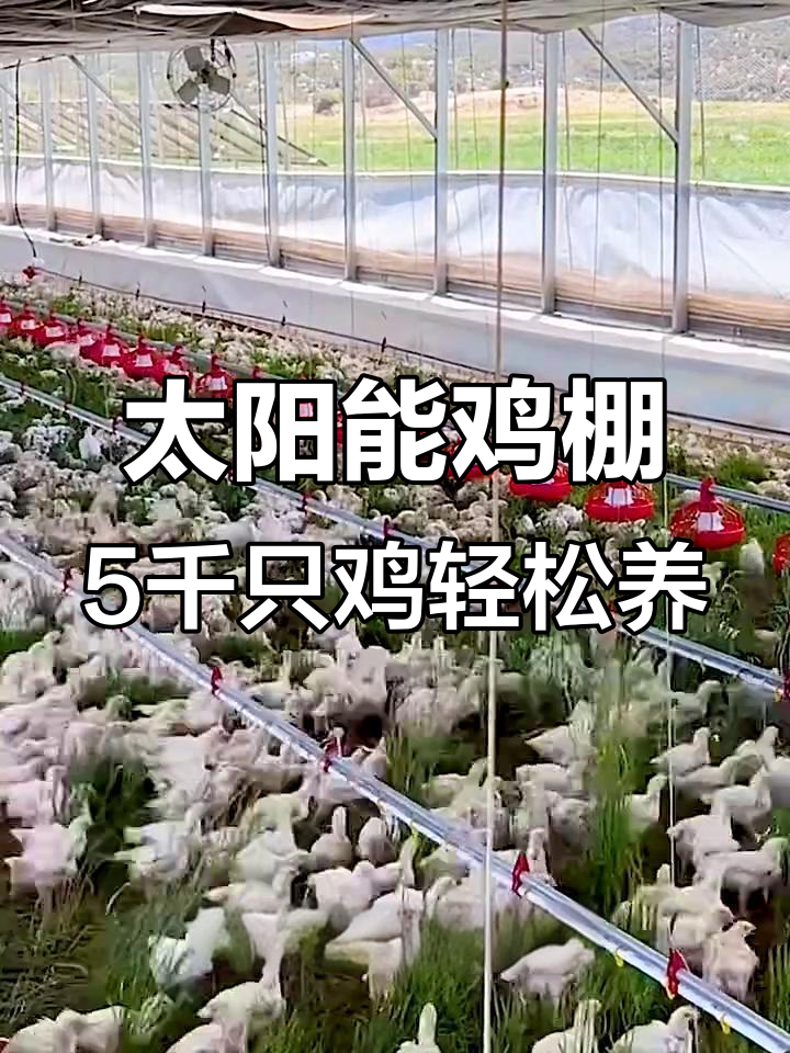 5000只鸡住大别墅，太阳能驱动的移动鸡棚让人惊叹