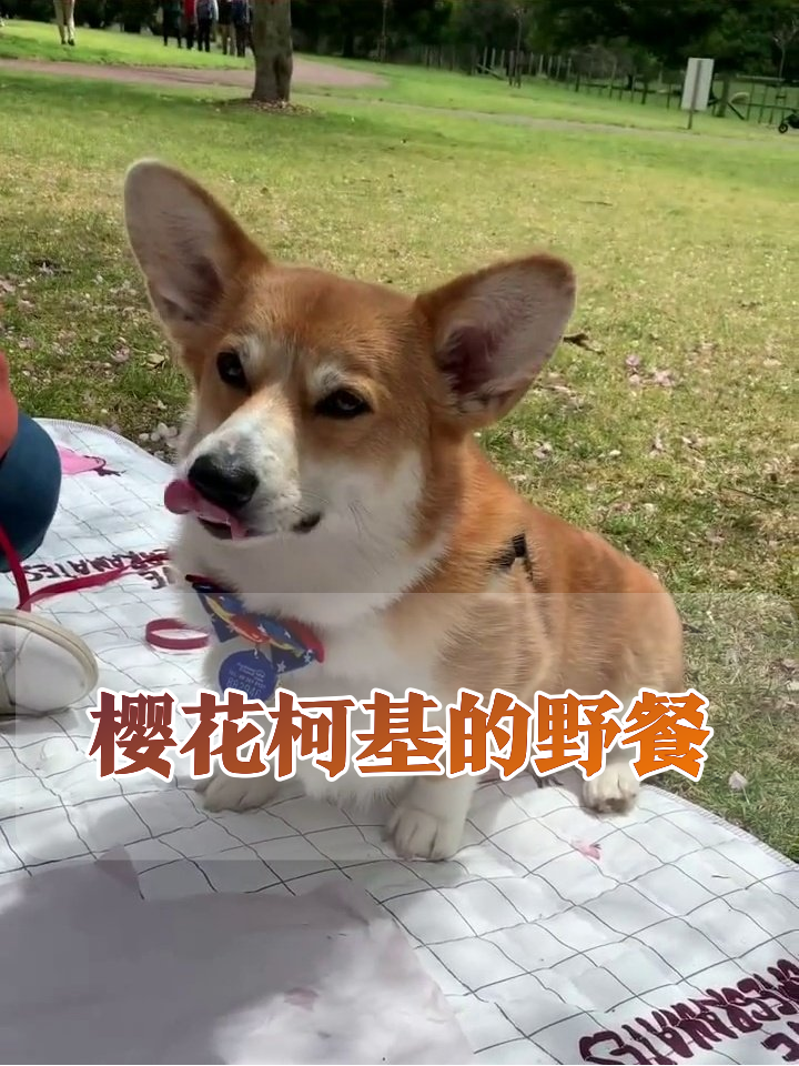 柯基参加樱花野餐,被摸头杀后笑出表情包