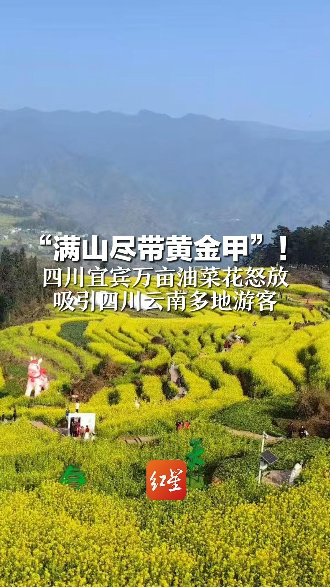 “满山尽带黄金甲”！四川宜宾万亩油菜花怒放 吸引四川云南多地游客