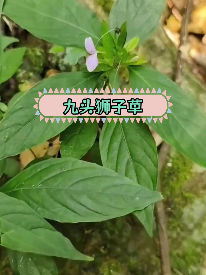 九头狮子草:叶子酷似辣椒,功效多