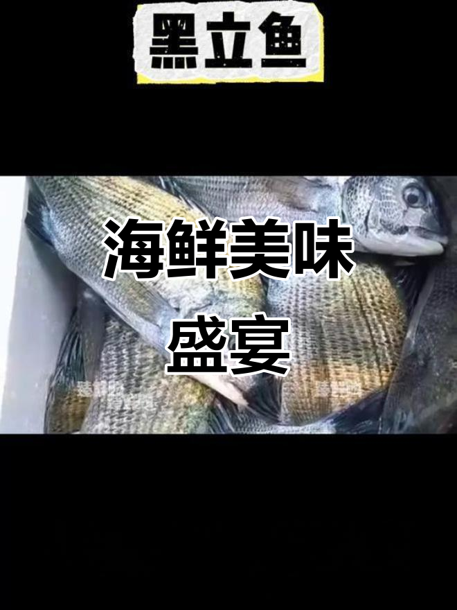 大黑立鱼,鲜美无敌,清蒸红烧皆宜,营养满分!
