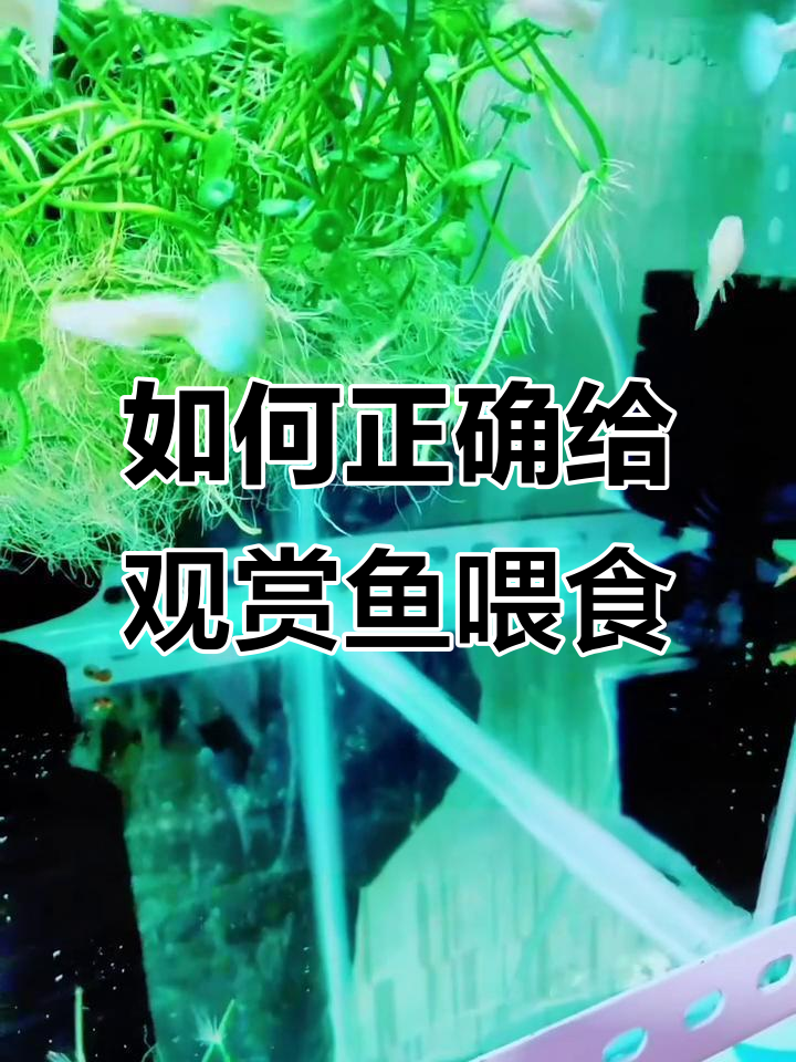 观赏鱼喂食技巧:如何根据不同种类调整食物