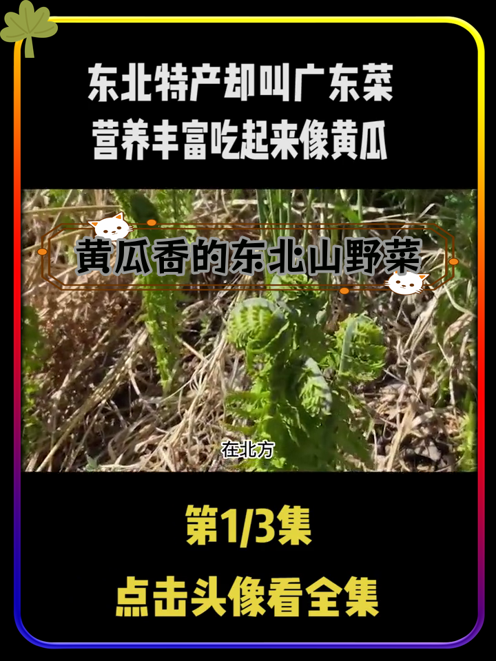 东北特产广东菜,黄瓜香的山野蕨类