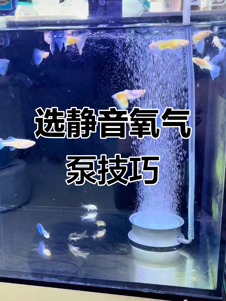 如何挑选静音氧气泵?避免噪音干扰养鱼环境