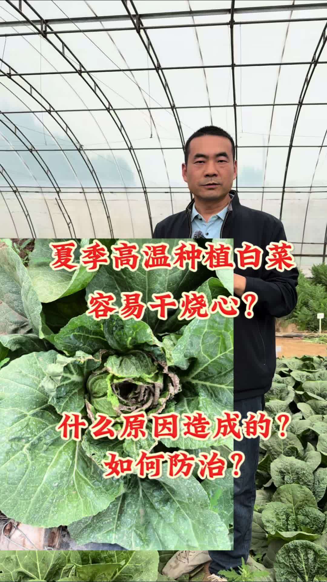 夏季高温种植白菜,干烧心是什么原因造成的?如何预防?耐热白菜 三农 农业种植