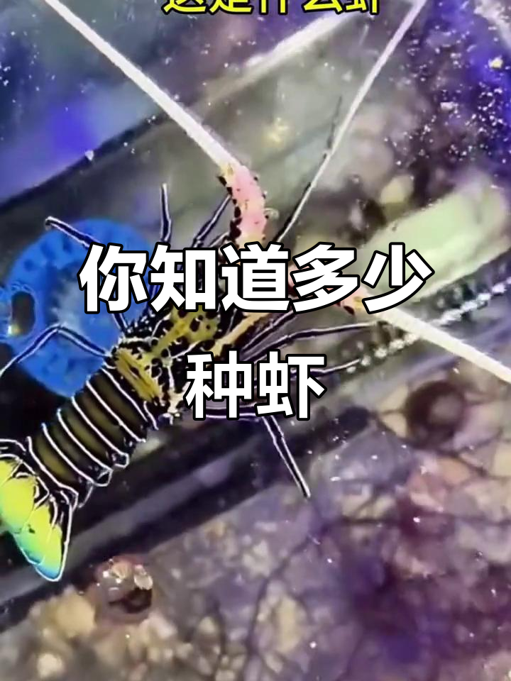 火焰虾、美人虾……这些你都知道吗?带你了解不同品种的虾