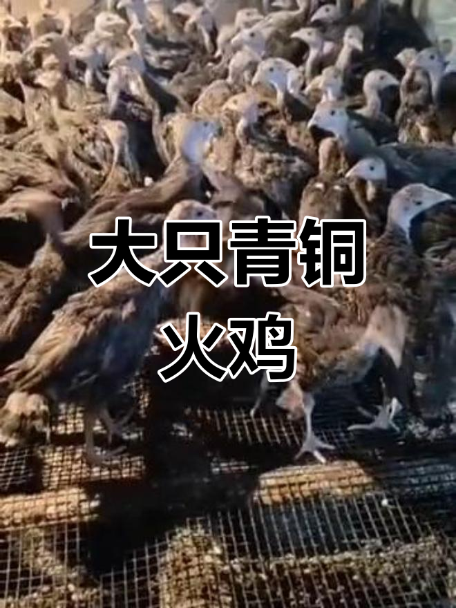 青铜火鸡:大个头、好养,一斤半左右超值!