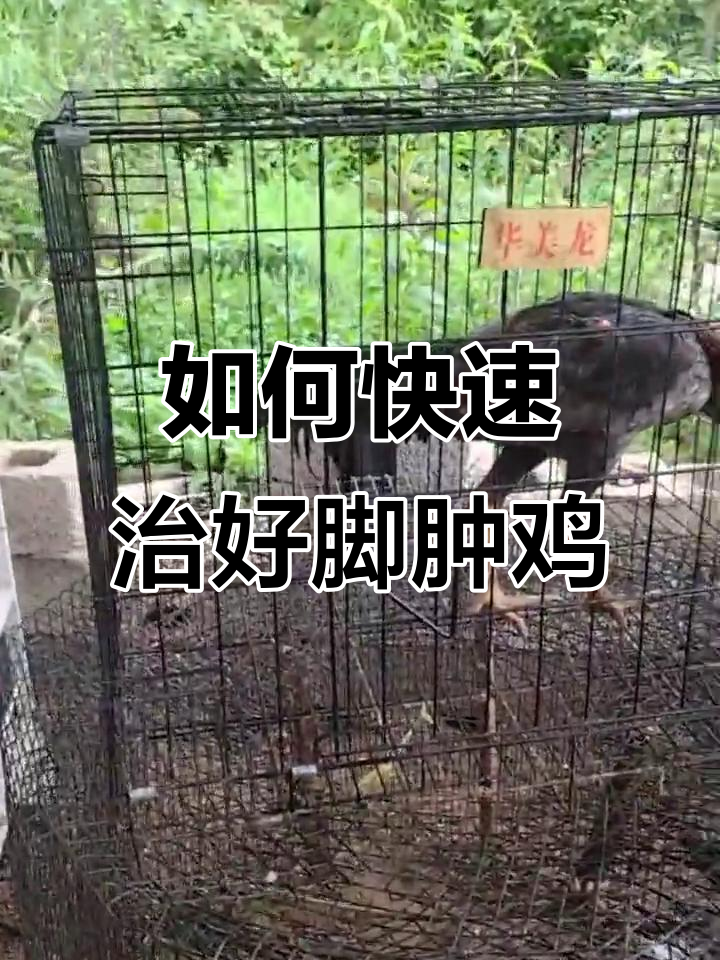 脚肿鸡的治愈秘诀:悬空饲养法让你事半功倍