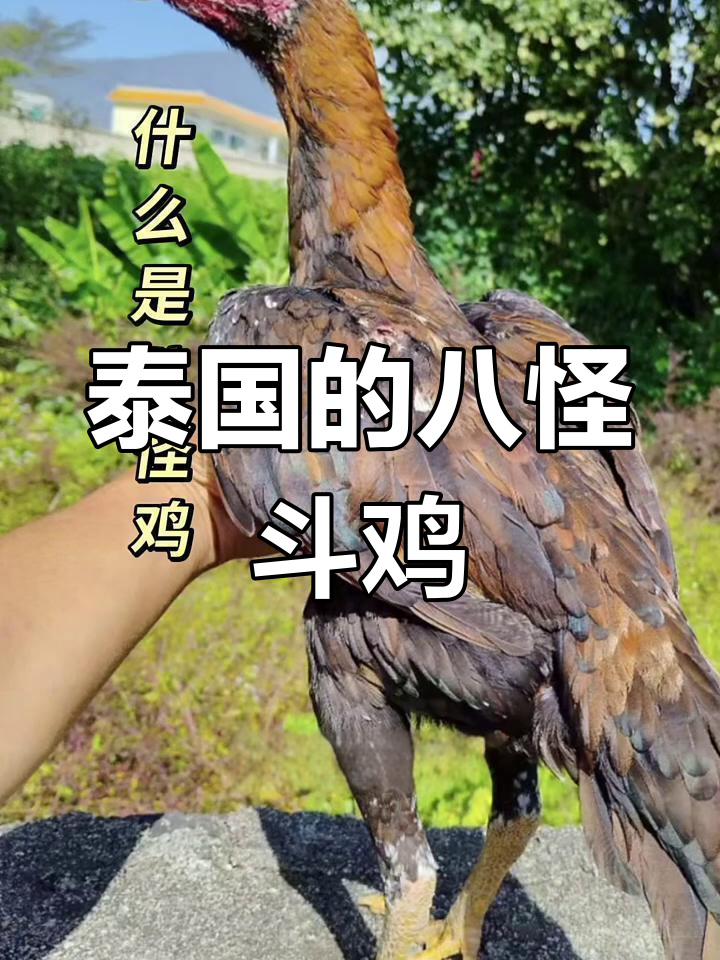 泰国八怪鸡:速度与力量的完美结合,斗鸡中的王者