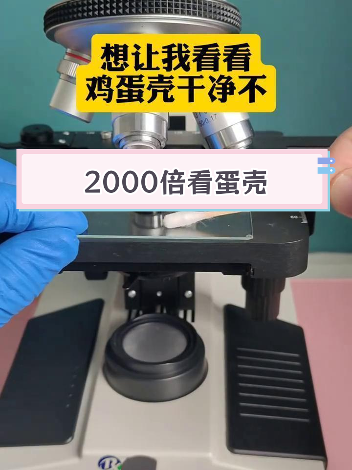 显微镜下的鸡蛋壳秘密