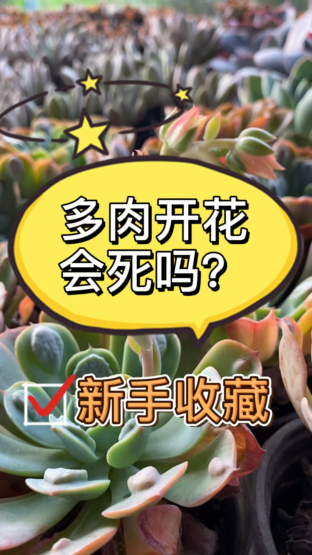 多肉开花会死吗?很多人忽略了这一步!