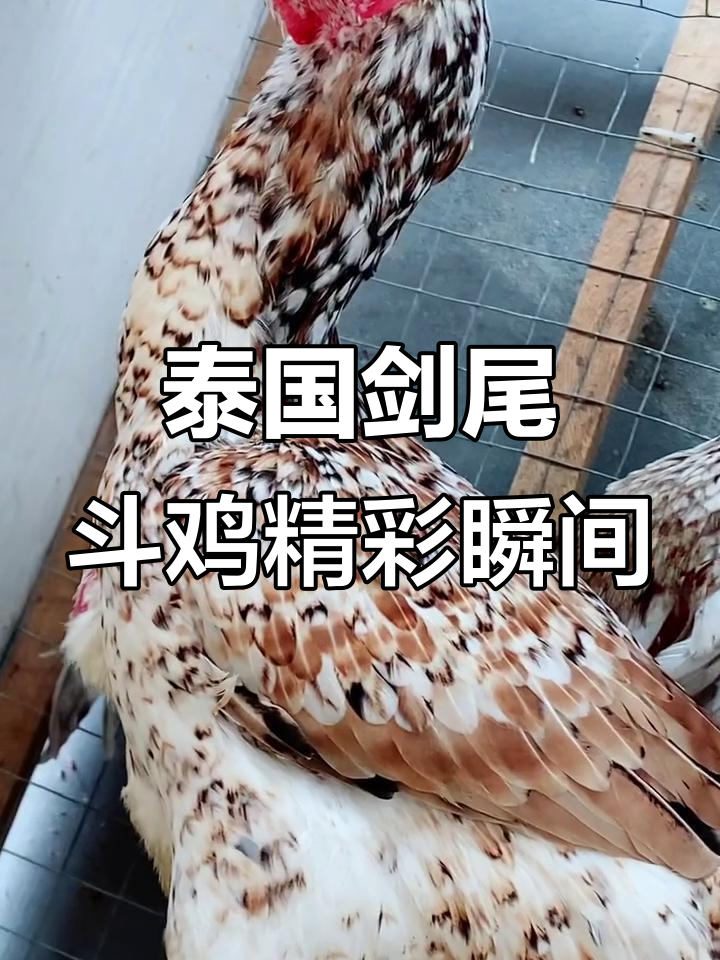 泰国剑尾斗鸡:速度与力量的完美结合