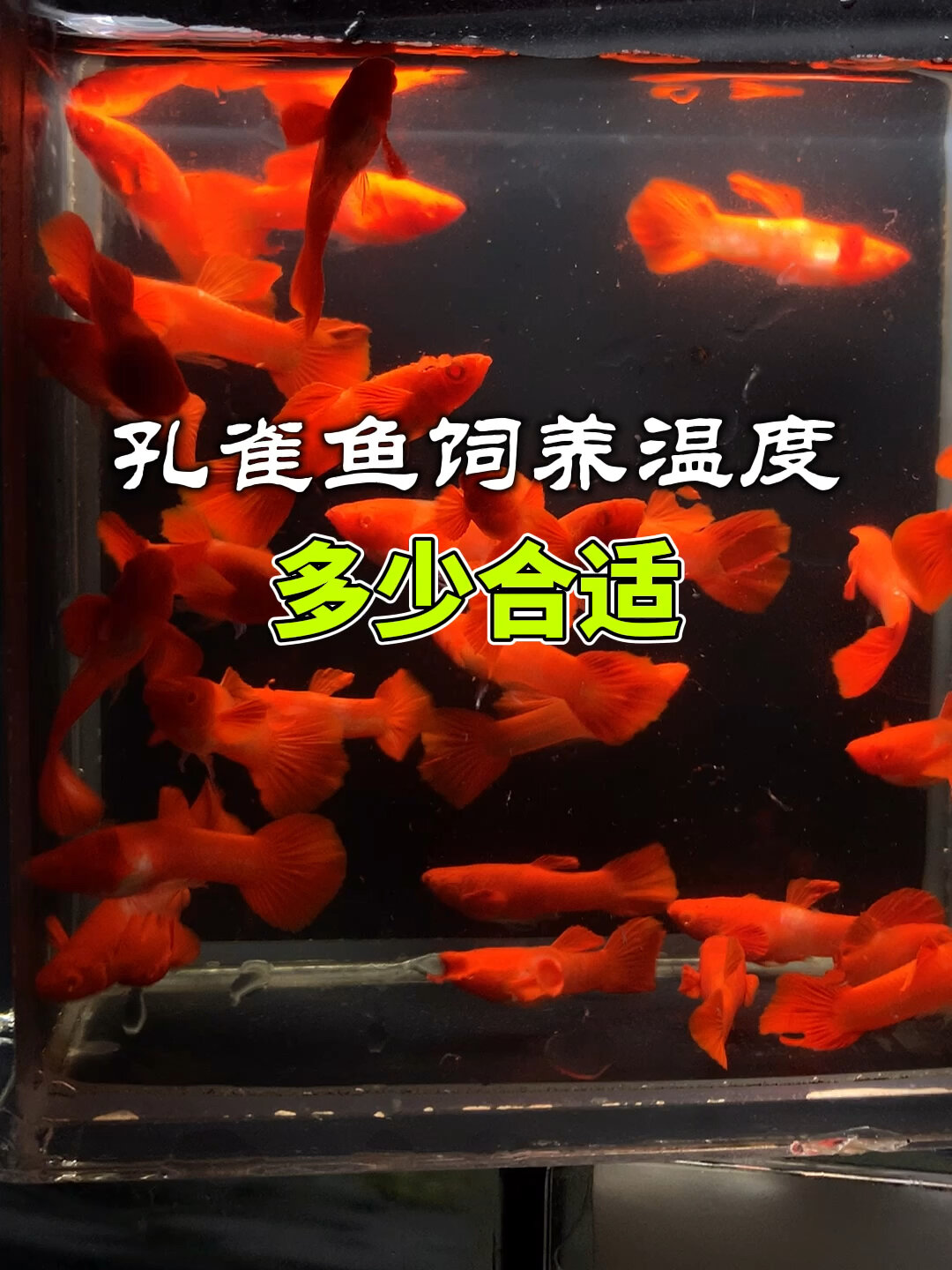 孔雀鱼饲养温度多少合适