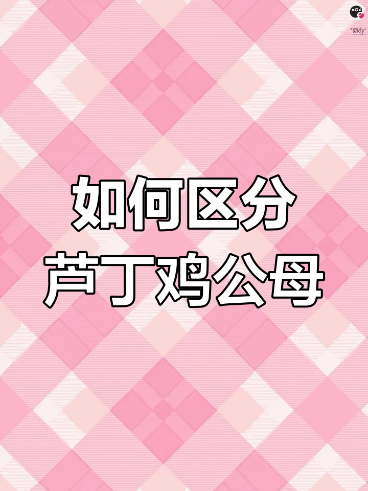 芦丁鸡公母分辨技巧,一看就懂!