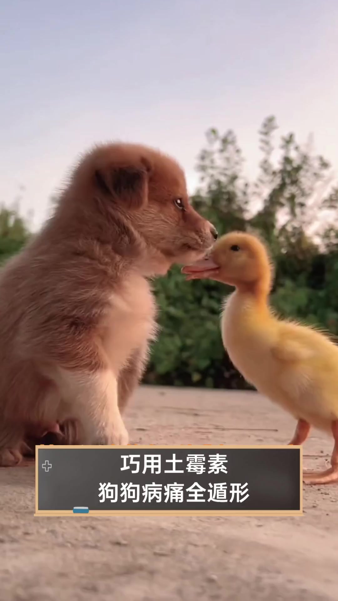 巧用土霉素,狗狗病痛全遁形