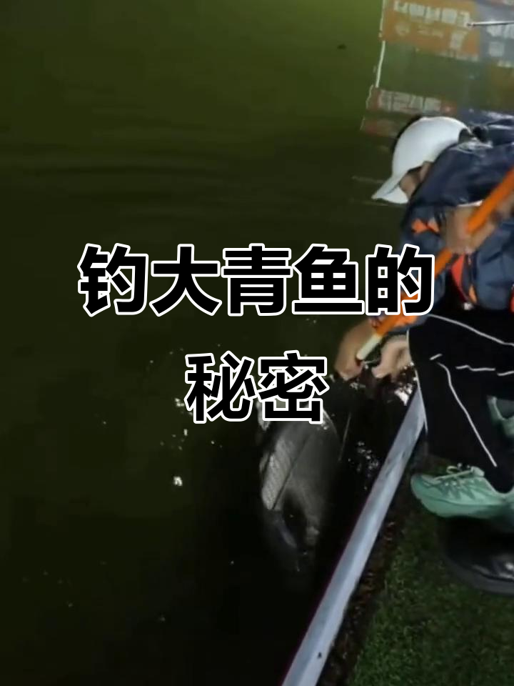 大青鱼最爱果香型食物,钓鱼必备硫颗粒蜜桃味谷物
