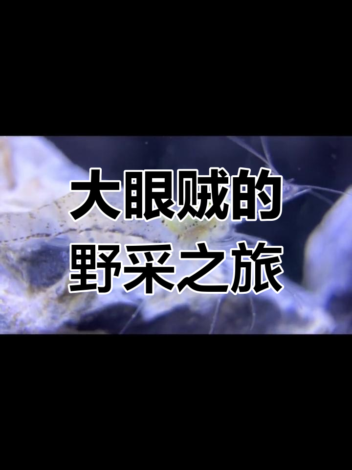 公园捞虾大作战,透明大眼贼捕食草缸小鱼仔