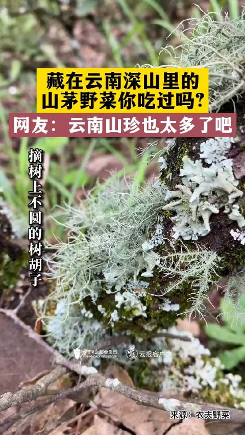 「藏在云南深山里的山茅野菜」云南高山树花菜是一种生长在原始森林里老栎树枝干上的地衣植物,因