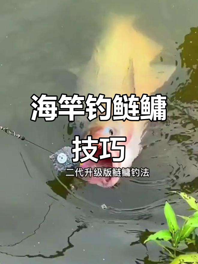 海竿钓鲢鳙技巧大揭秘,掌握这招轻松钓鱼