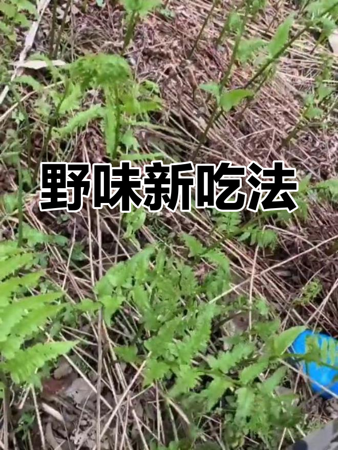 野鸡尾巴,炒肉凉拌皆宜,口感独特