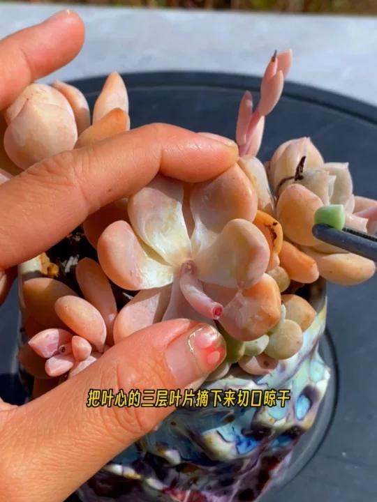 多肉单头变多头