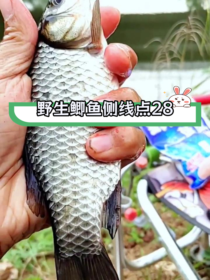 野生鲫鱼与饲养鱼的鳞片差异