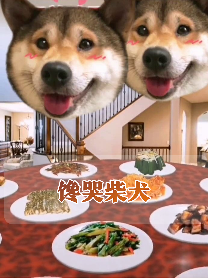 柴犬看到满桌硬菜秒变吃货,这口水直流的样子太真实了!