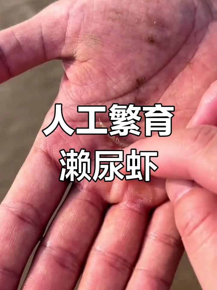 人工孵化濑尿虾苗,皮皮虾养殖全过程揭秘