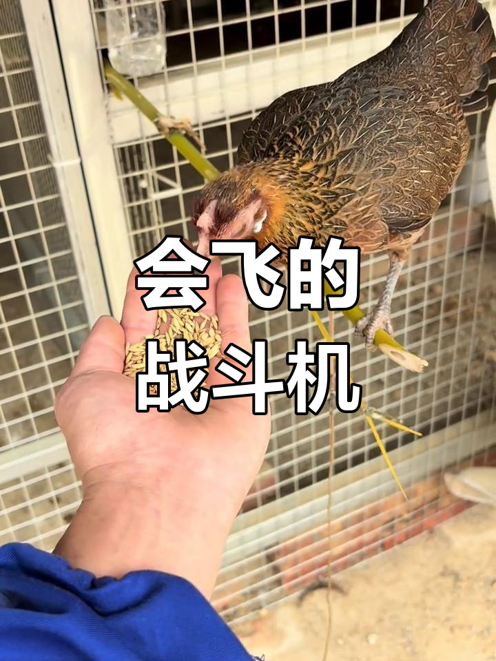 茶花鸡:公鸡中的飞行冠军,种蛋孵化全过程揭秘