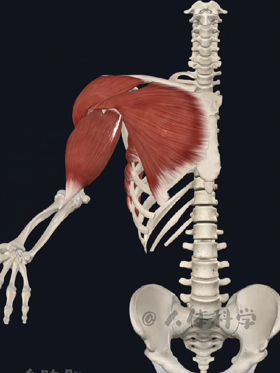 肌肉功能运动解剖学图谱 喙肱肌 体态调整 肌肉功能 康复运动 改善体态