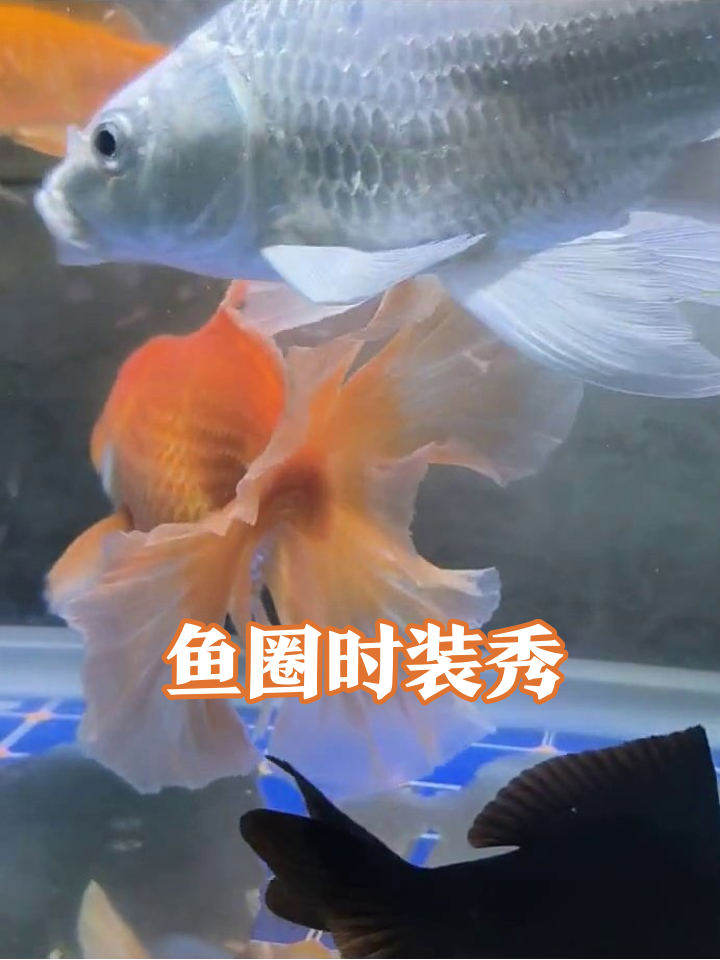 鱼缸时装周:大尾巴金鱼C位炸场,黑鱼默默当背景