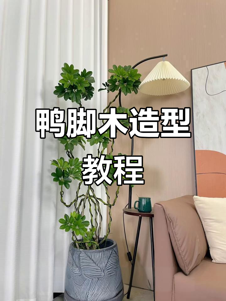 鸭脚木造型制作大揭秘,轻松打造独特风格