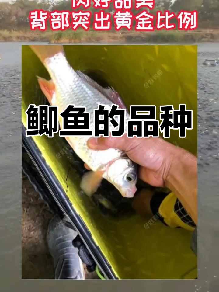 鲫鱼种类大揭秘,你了解吗?