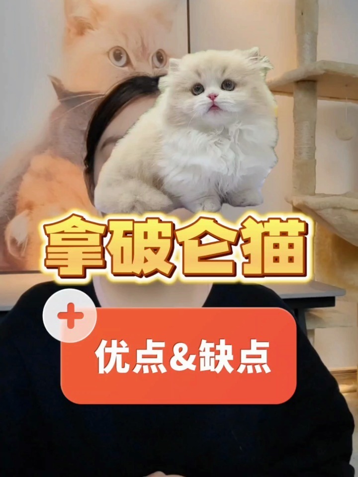 拿破仑猫优缺点,看看你适合养吗?