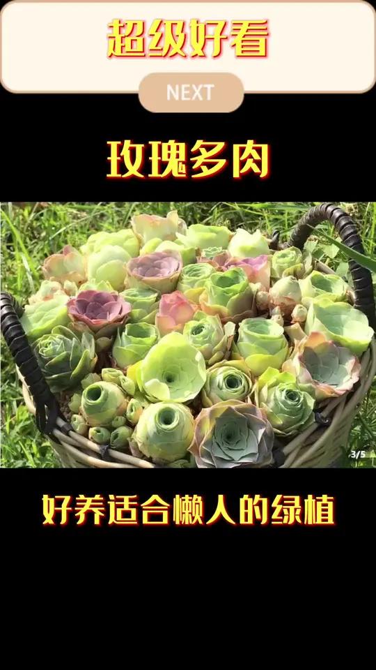鸡蛋玫瑰,山地玫瑰 多肉 爱生活爱养花,被颜值惊艳到了,不需经常浇水,适合懒人宝宝的绿植 
