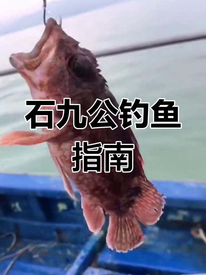 南方海鱼十九公:石斑鱼的近亲