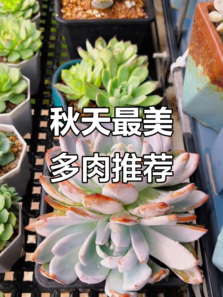 秋季最易上色的多肉品种,新手必选!