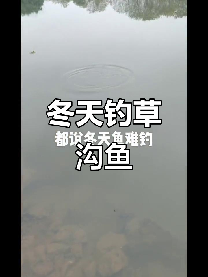 冬季草沟钓鱼,石斑鱼、白鲢一网打尽