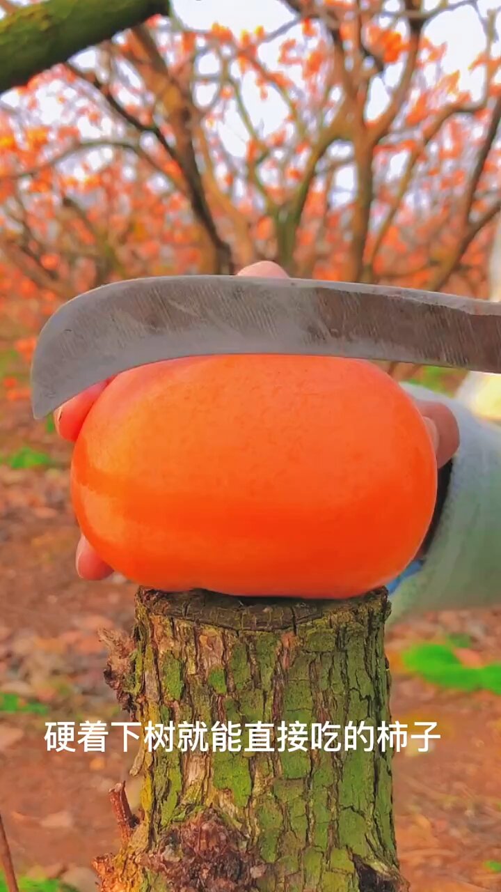 硬着树上摘下来直接可以吃的脆柿子