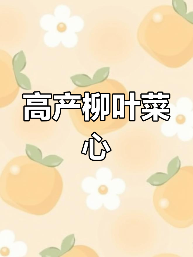柳叶菜心:高产高耐寒,侧苔多脆甜