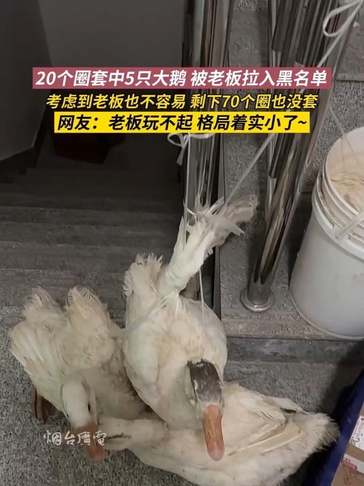 12月3日（采访时间），山东烟台。莱阳山会套大鹅，直接给老板上了一课！20个圈哐哐套中5只