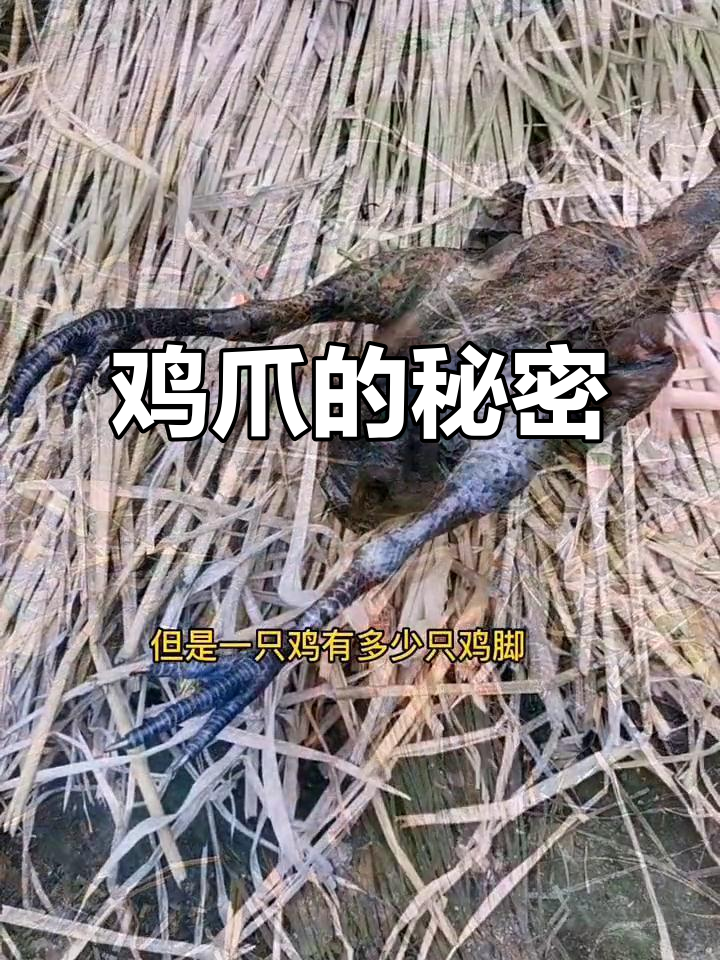 一只鸡到底几只脚？每只脚的脚趾数竟然是这样！
