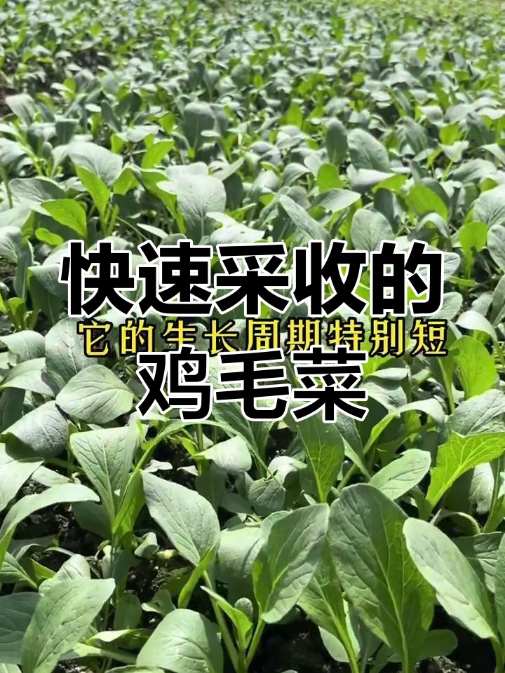 鸡毛菜,二十天就能收获!嫩脆美味,阳台种植超简单